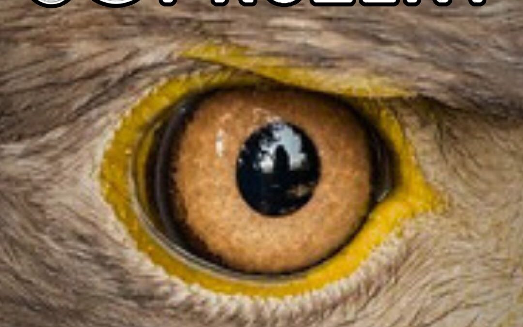 AUGE